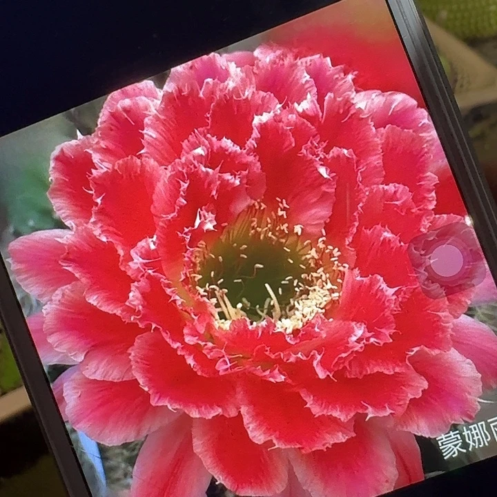 蒙娜丽莎侧芽5公分左右毛花柱（20包邮）