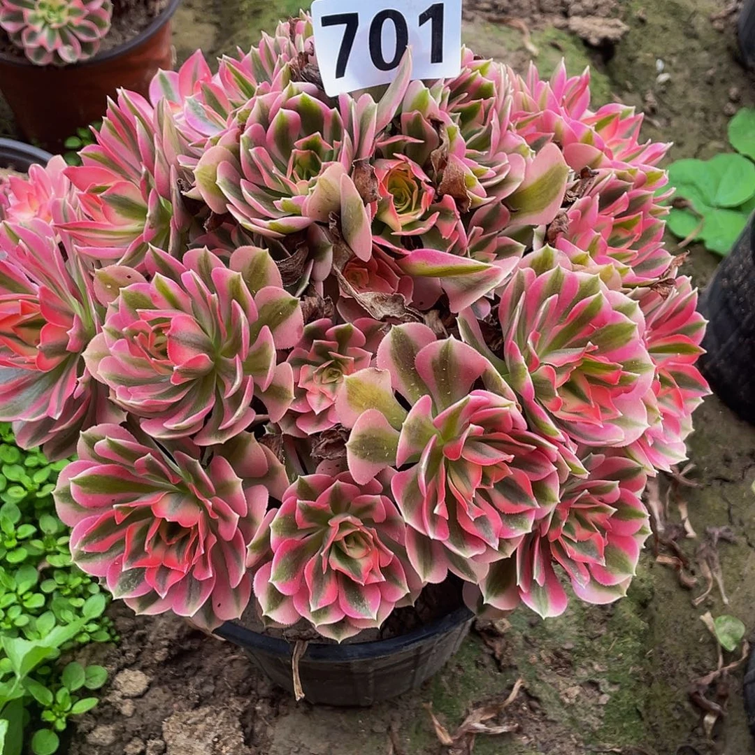 多肉法师701号粉女巫发货不包损