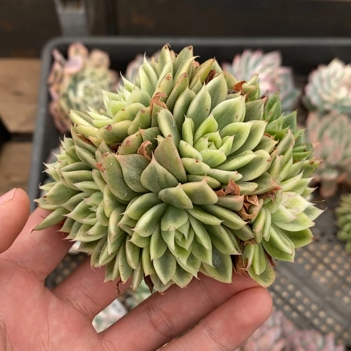 蝴蝶飞多肉植物A2778