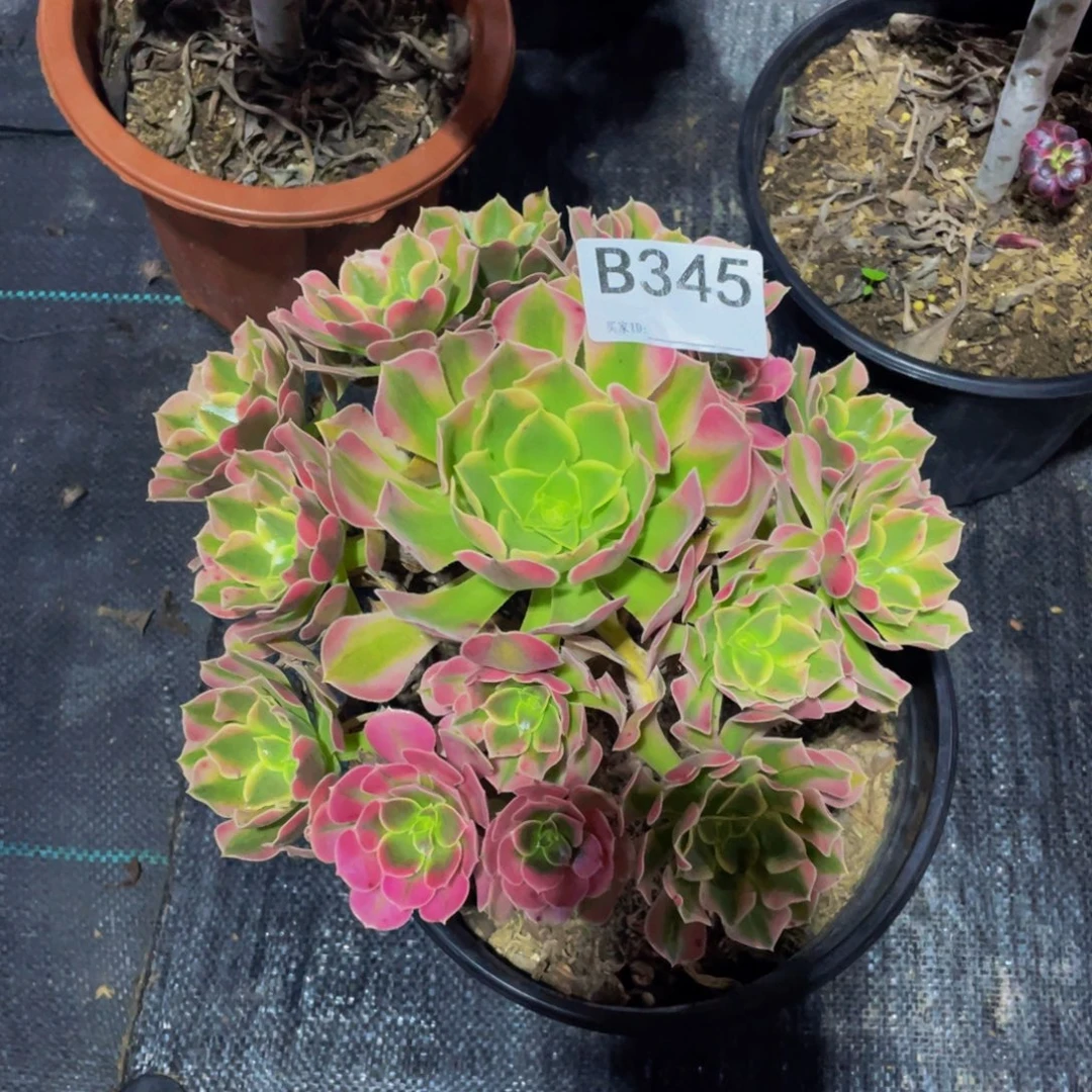 一***年香妃多肉植物34500