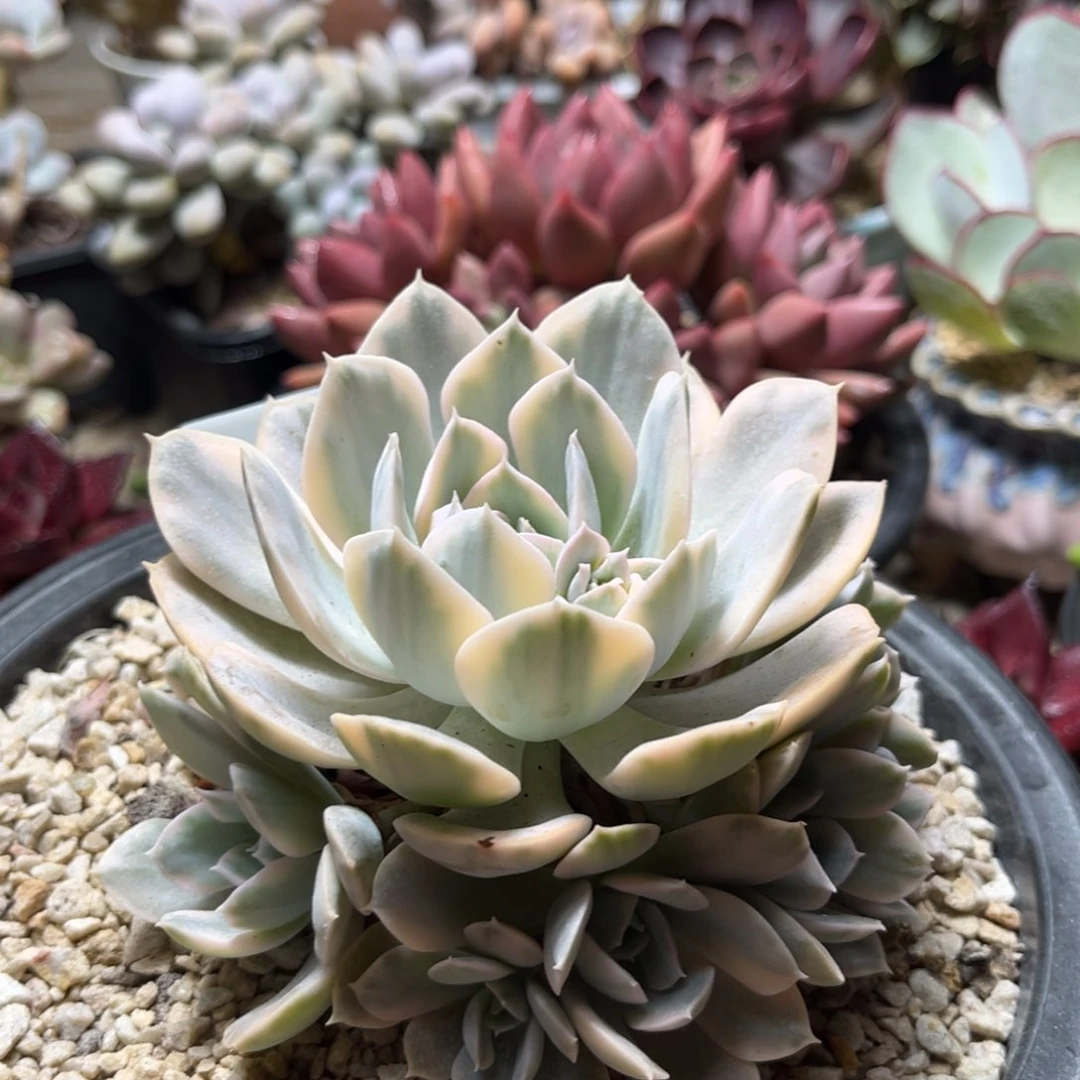 鲁氏锦多肉植物tiguochi