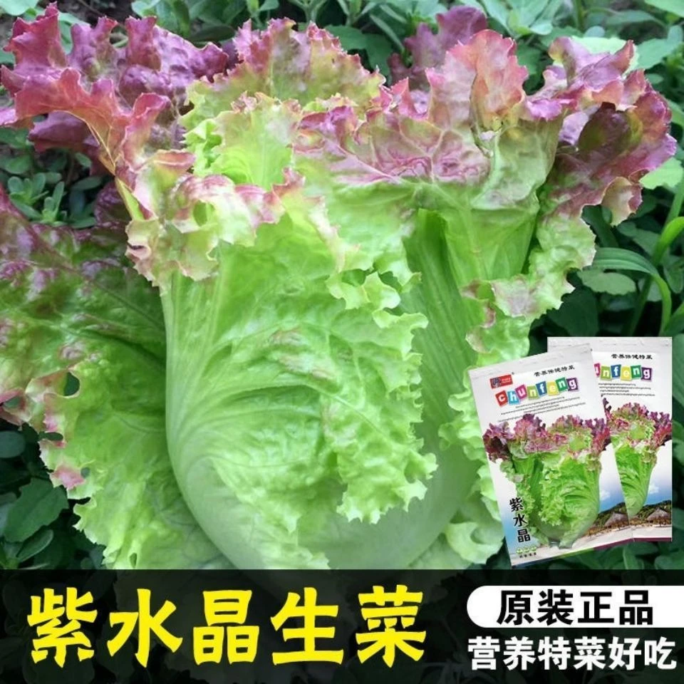 紫叶生菜种籽罗马生菜紫色奶油水晶生菜籽四季播种蔬菜种子大全