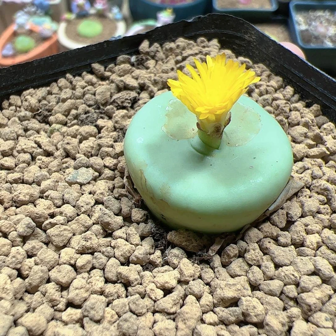 【闪购商品】342 dows嘴