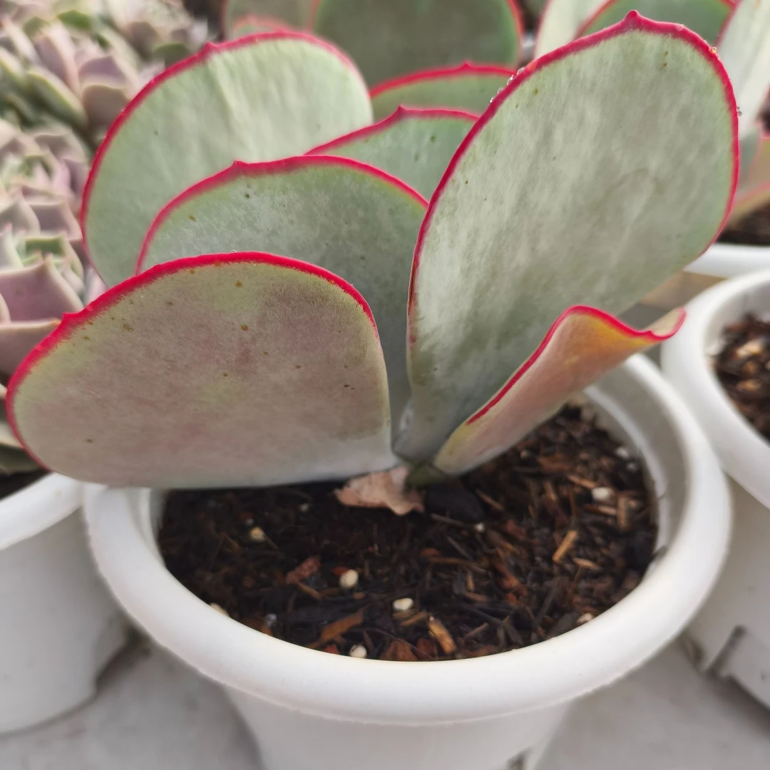 精品白眉 整桩拾忆多肉 好养阳台多肉植物
