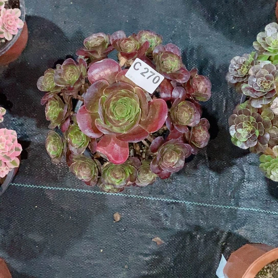 魅金玫瑰270炖肉11111