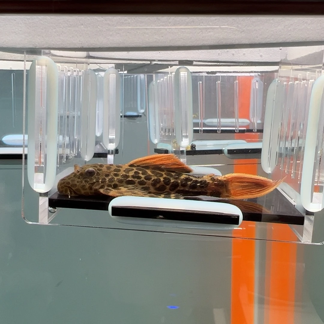 清道夫录完整开箱视频、入缸不包损7