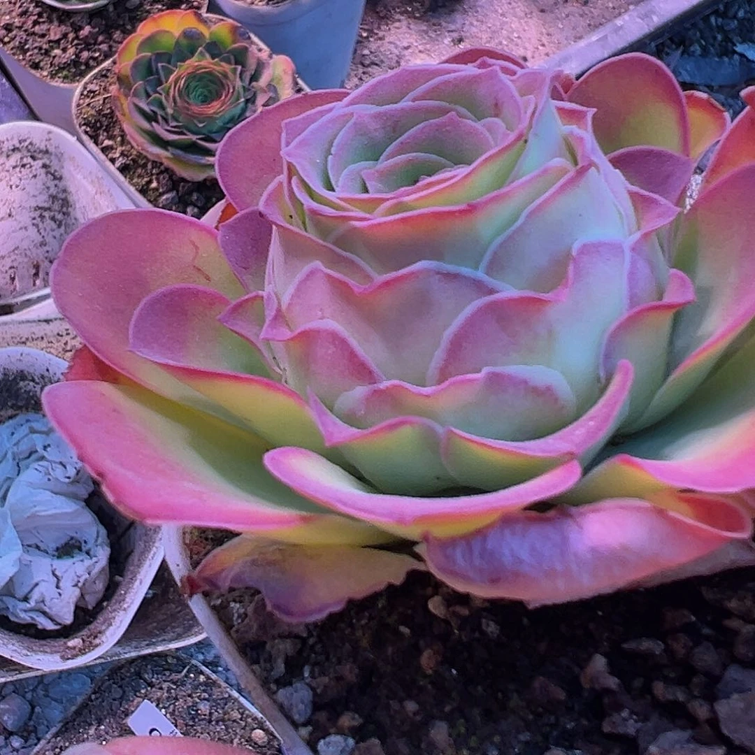 陈陈824非卖自留