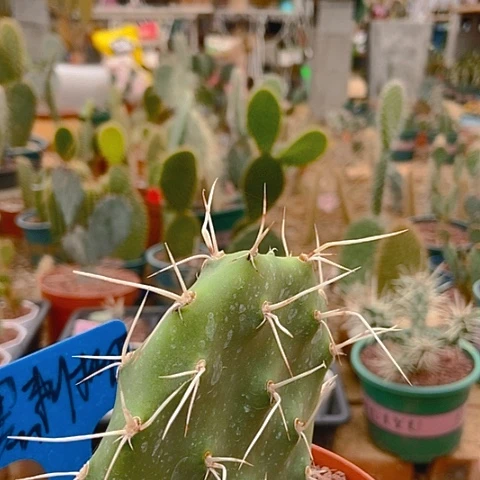 猫***儿仙人掌黑刺柳丁一片