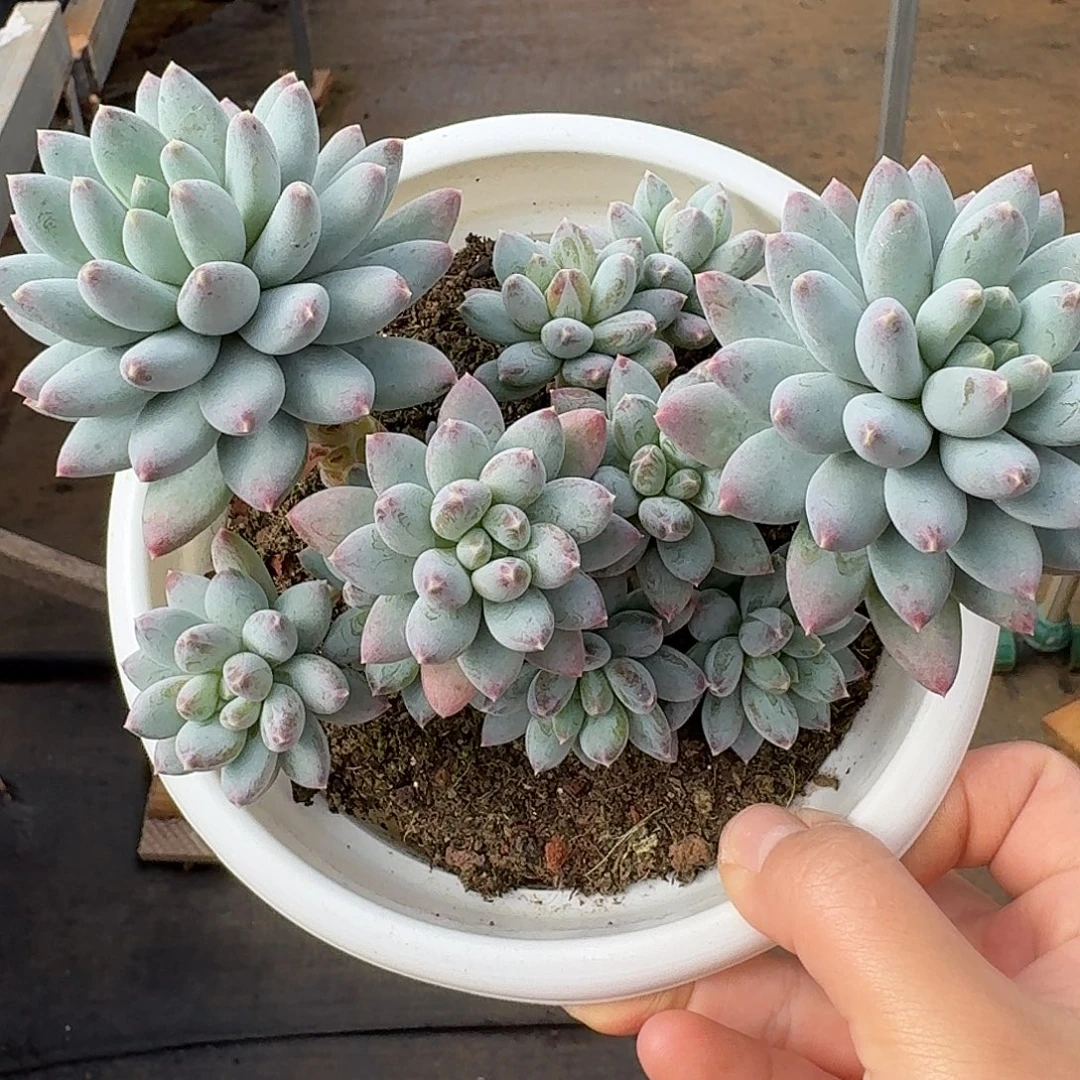 星月菩提整无砍群生多肉