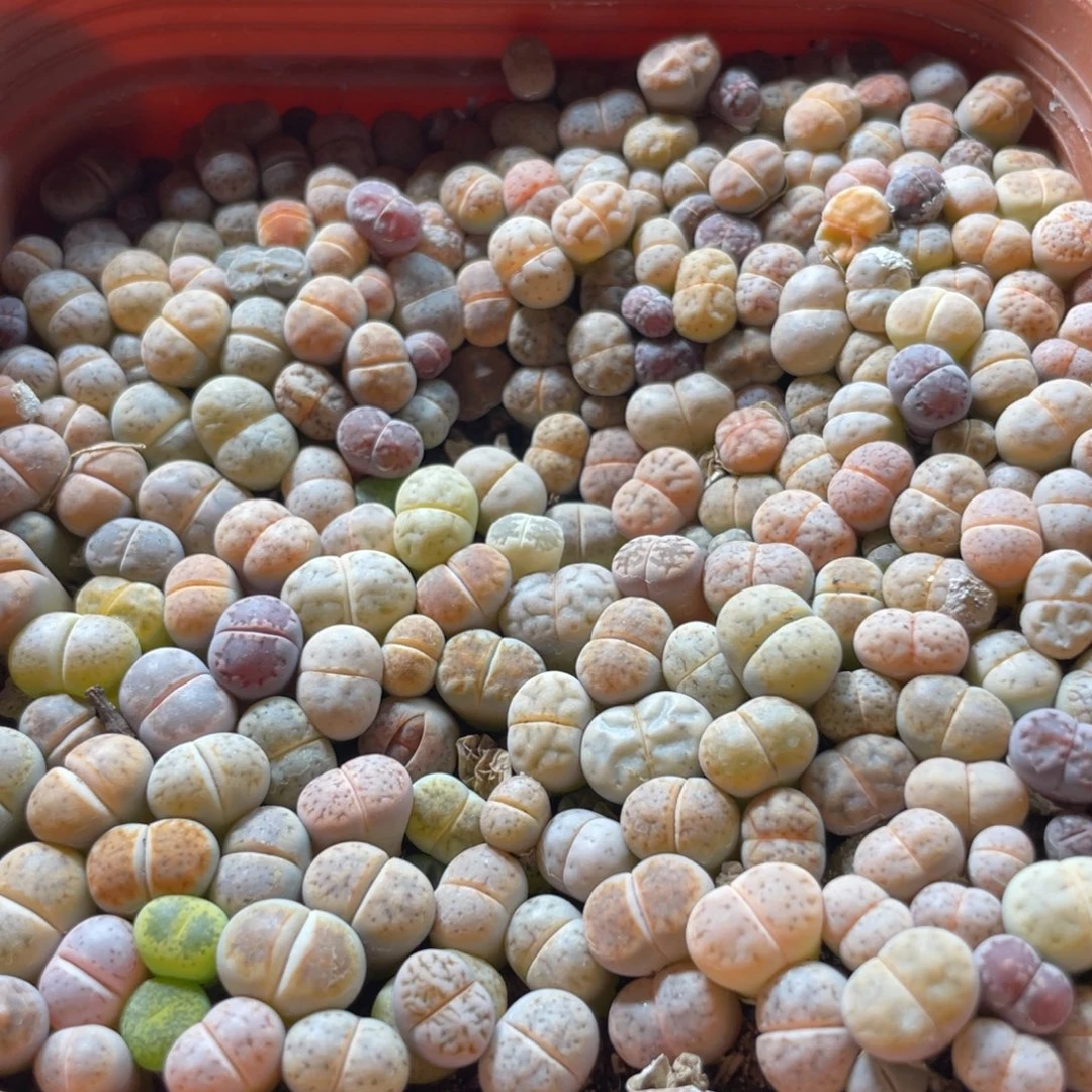 大盆特价一物一拍～46