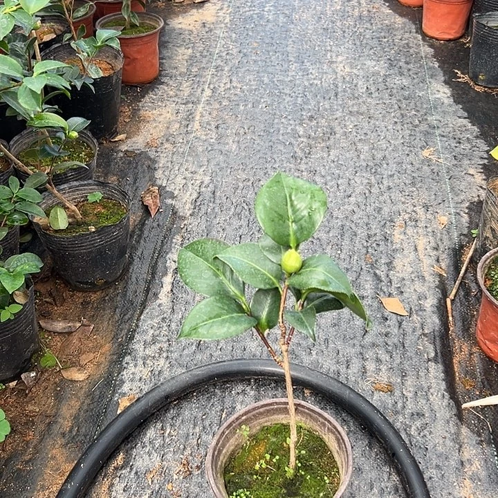 大部分花苞少量开放，兰花公子