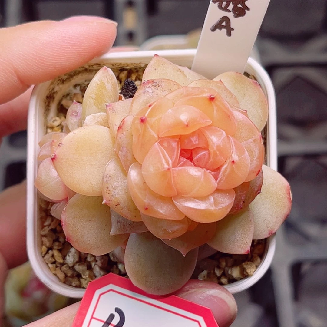 B45一物一拍 求婚