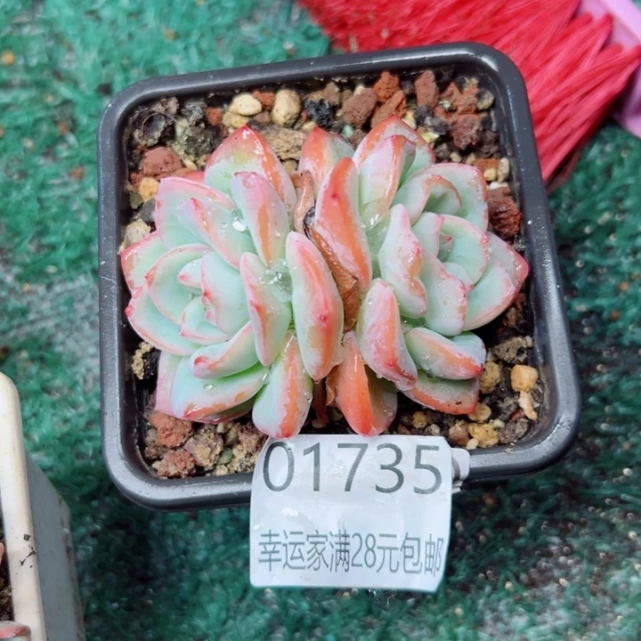 幸运儿的一个好消息就是