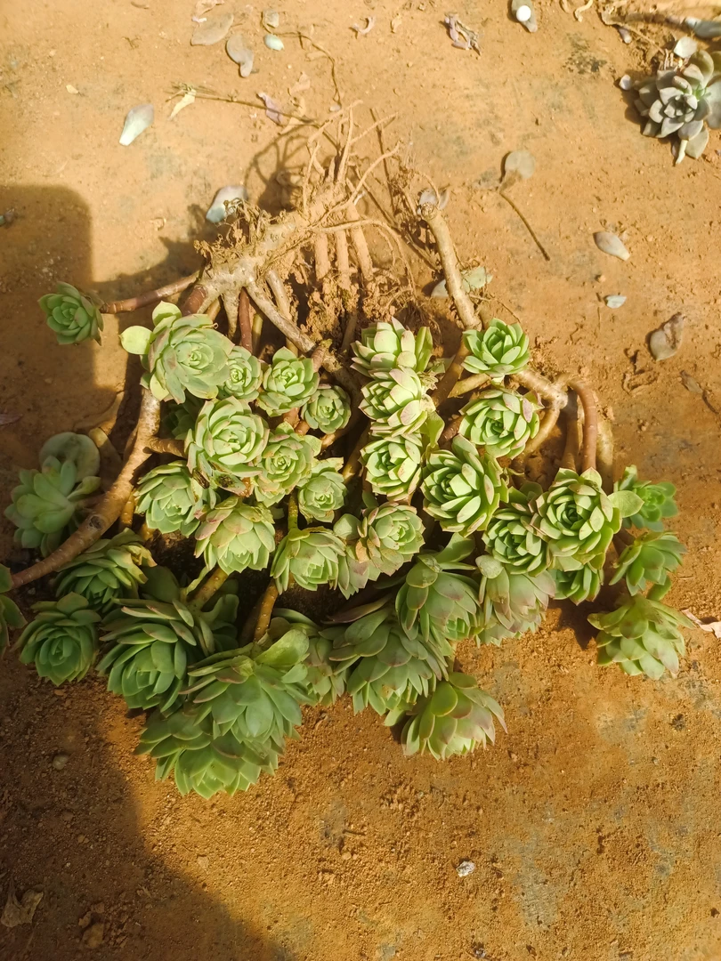 绿蔷薇箱拍断枝断头 【不售后】  粉色 绿色多肉植物