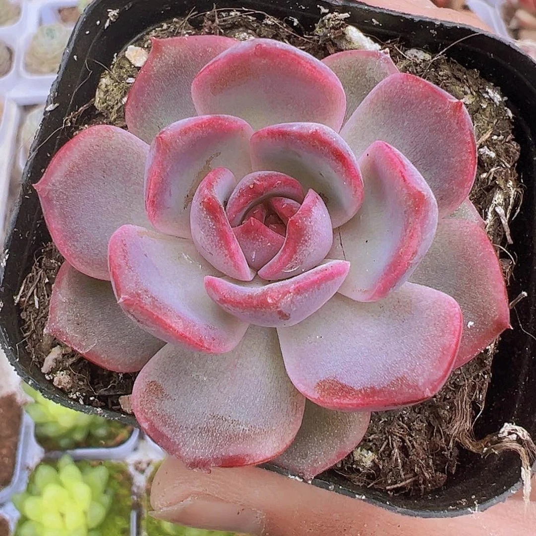 黑橙19包邮多肉多肉