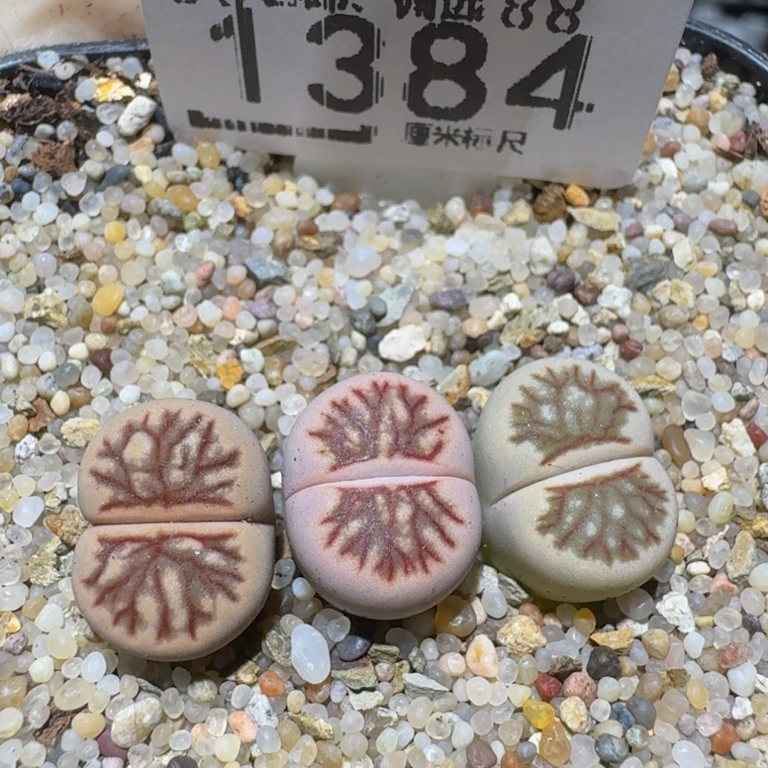 Zzzz精品生石花1384