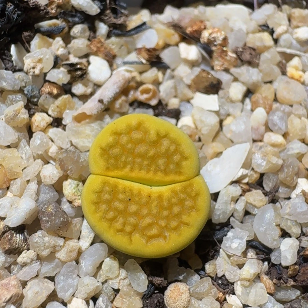 Zzzz生石花肉锥325