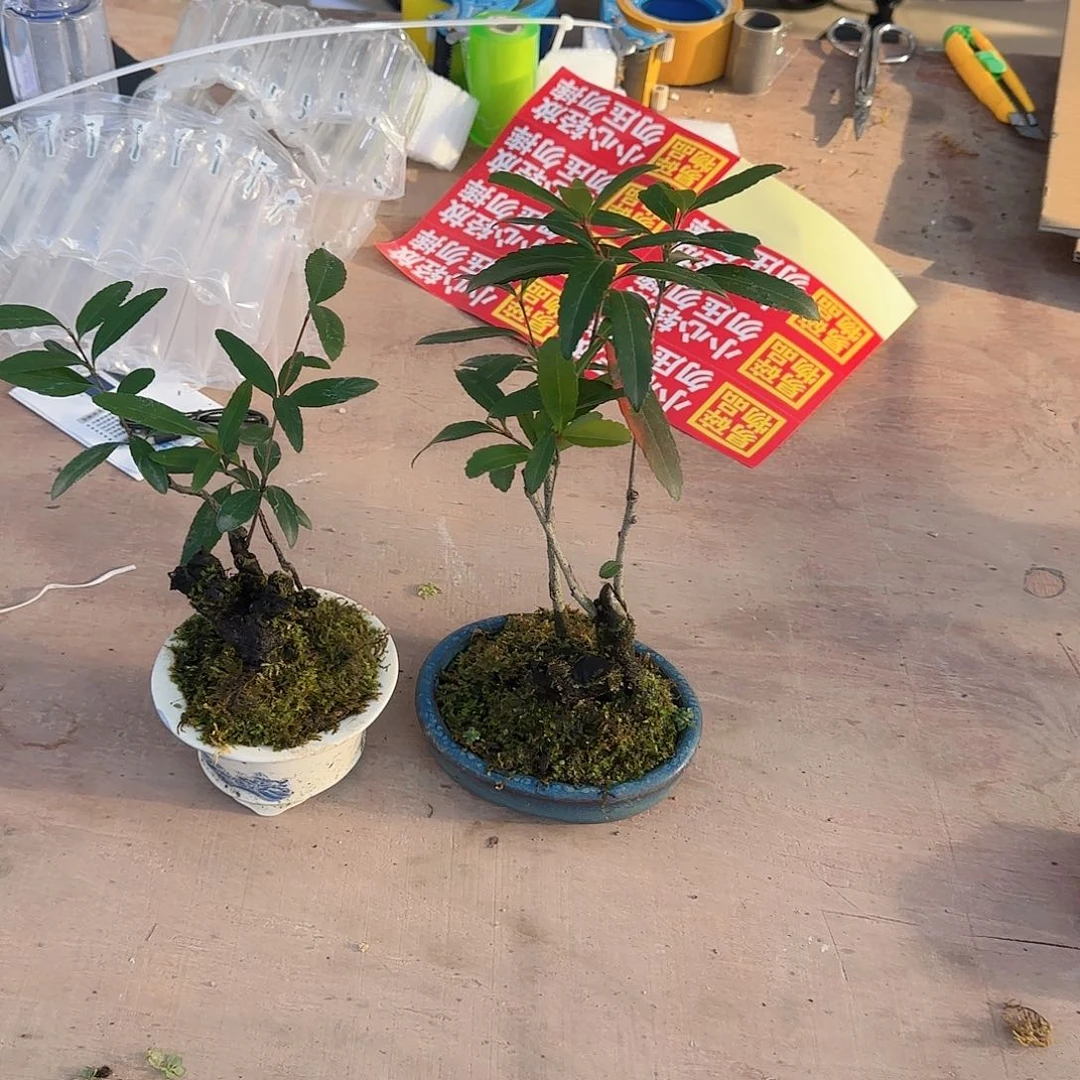 无花朵海岛春花熟桩