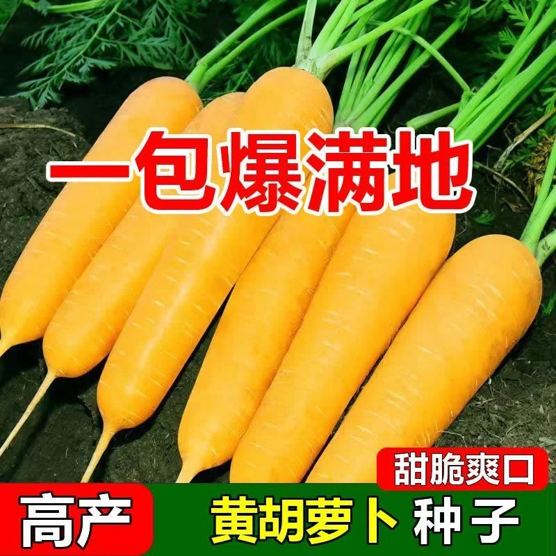 齐头黄胡萝卜种子生吃黄色水果萝卜种籽农家菜园庭院秋季蔬菜种孑