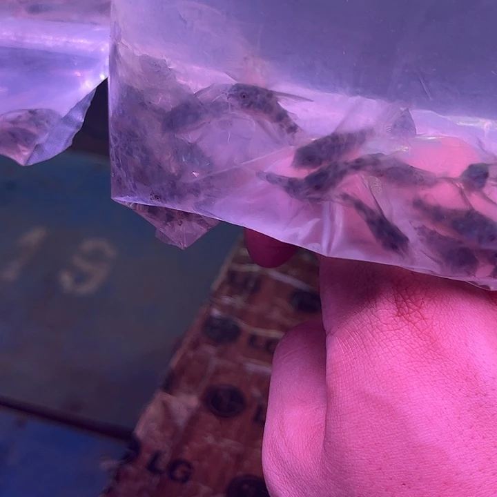 孔雀鱼花椒鼠25条不包损