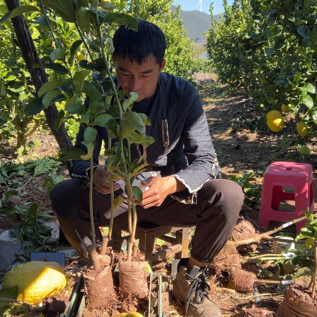 马***户当前无花朵，栽培后可花朵871，872.873.874.