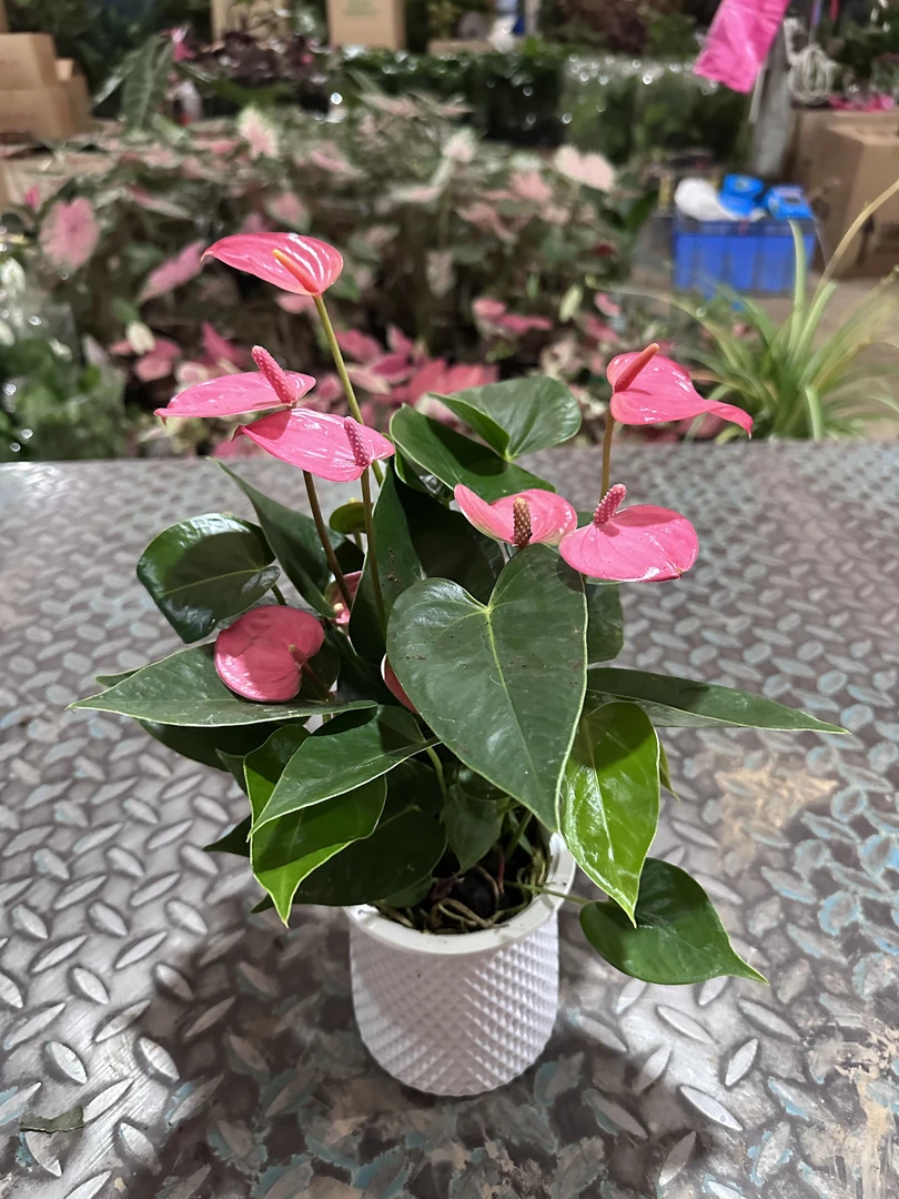 水培粉掌红掌盆栽室内家居绿植四季开花好养带花苞花卉