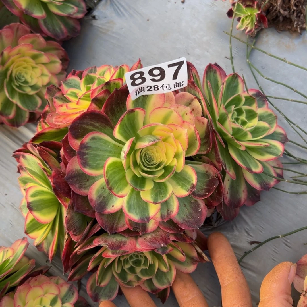 多肉植物897脱土的