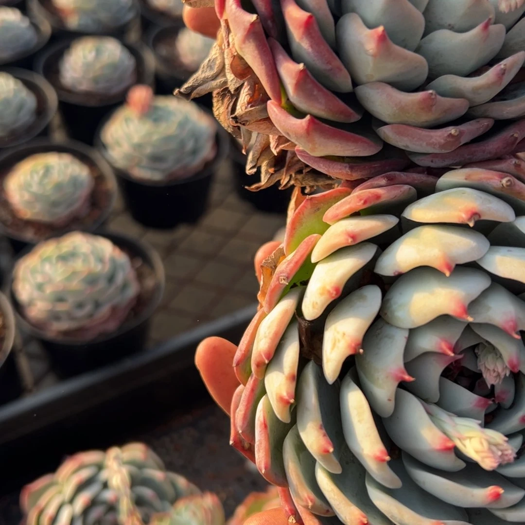 春节期间大福利，吉娃娃！