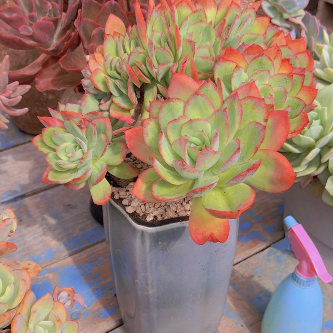 沉***调多肉植物组合盆栽植物