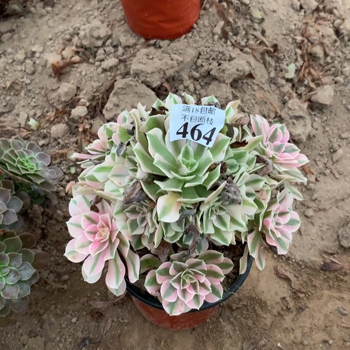 464粉女巫手捧4号棚
