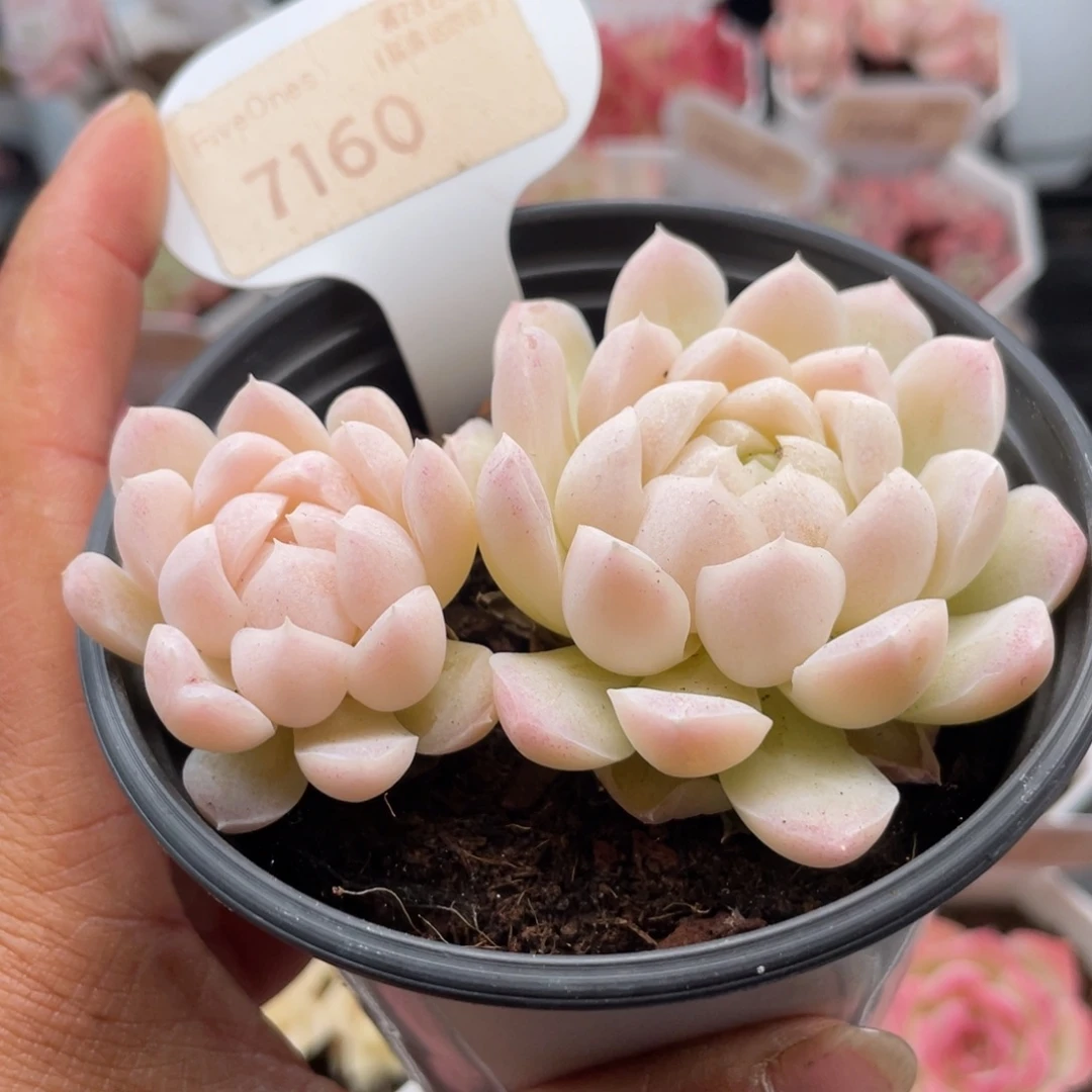 白月影7160-8.0厘米