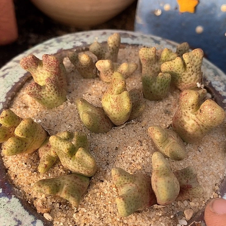 三头园艺鹿角斑马一颗