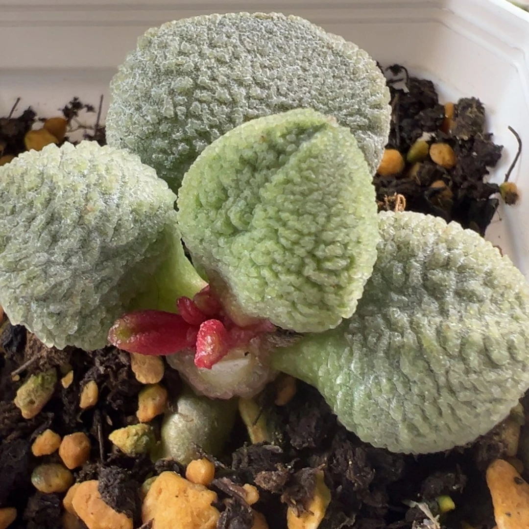 实生新品单头纯木质桩多肉植物