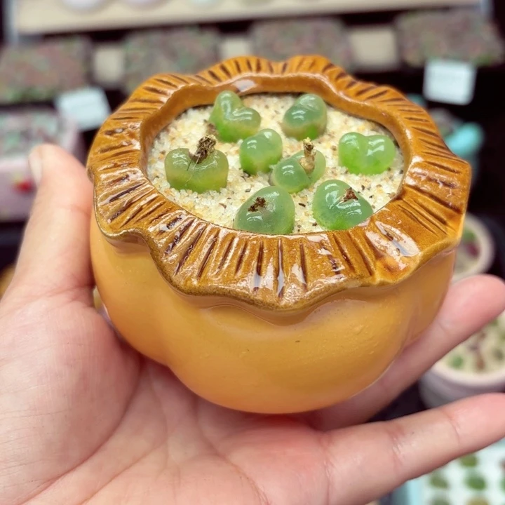 7016零下地区记得拍保温箱