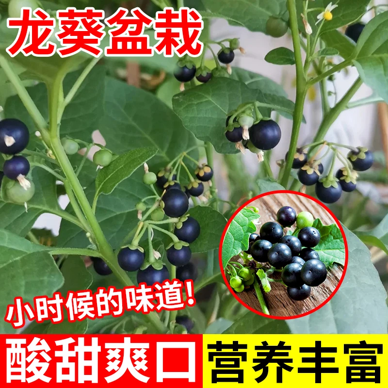 龙葵苗盆栽带花带果发阳台盆栽水果黑悠悠童年味道四季种植