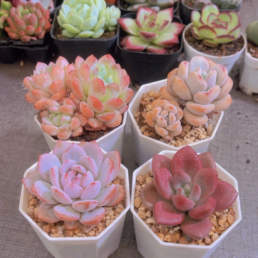 幻梦星星雪星星橙桃花源