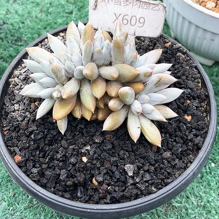 彩体609号码牌子的话题了