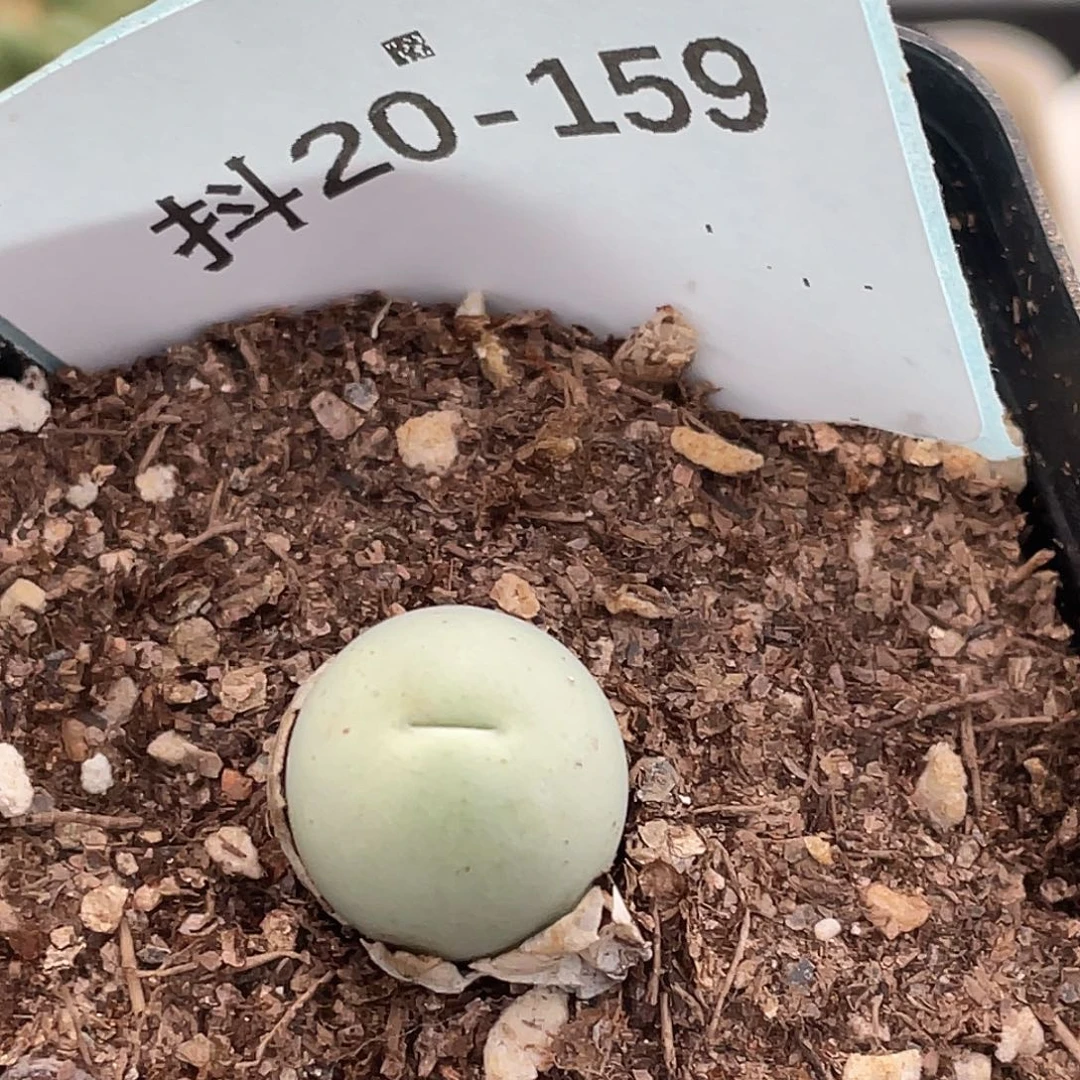 20-159鸽子蛋多肉植物