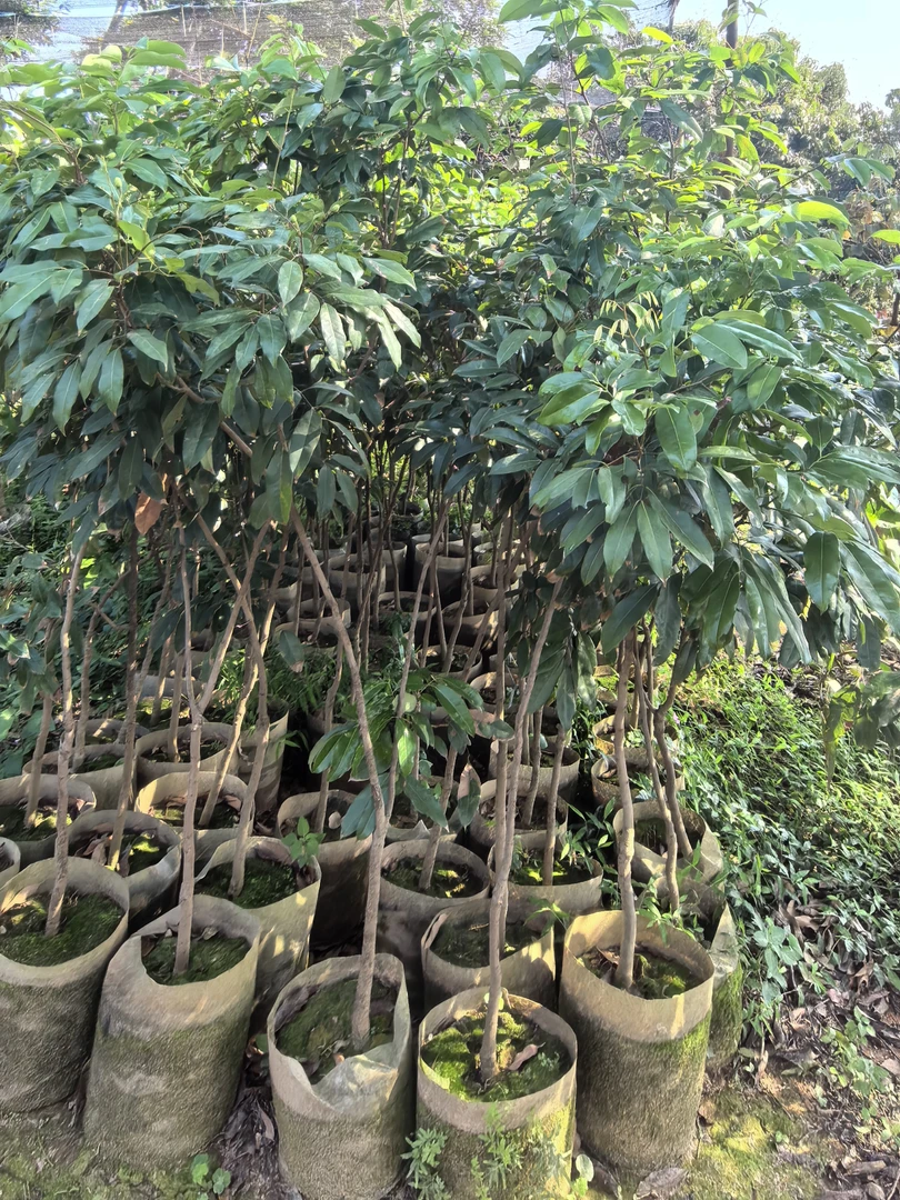 基岗仙进奉嫁接荔枝小苗2.5公分左右袋苗