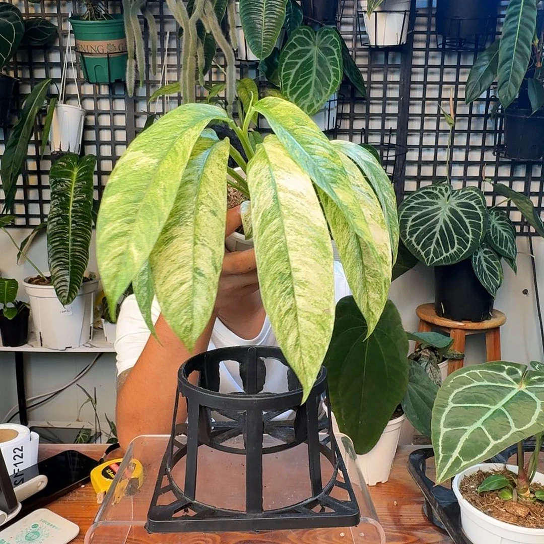 无花朵?****?一物一拍F122