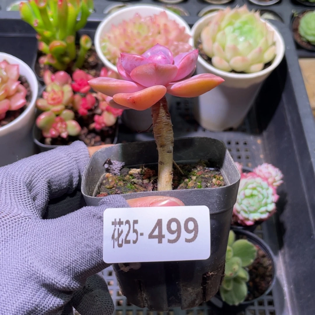 花利美25-499彩虹糖