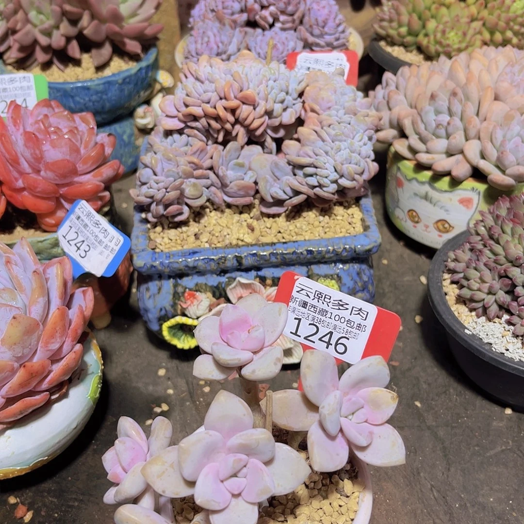 1246桃霜多肉植物