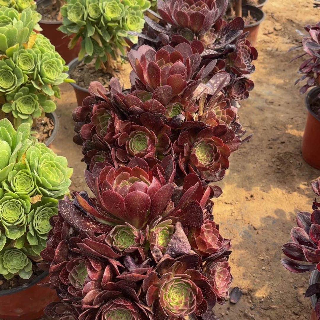 黑玫瑰9.9法师多肉嫩田庄