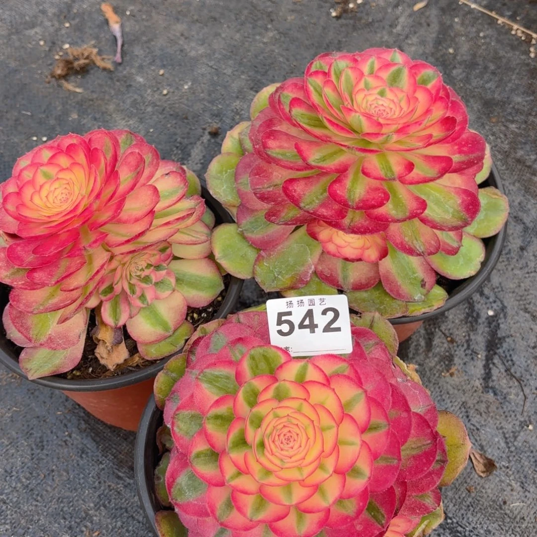 123  542多肉法师