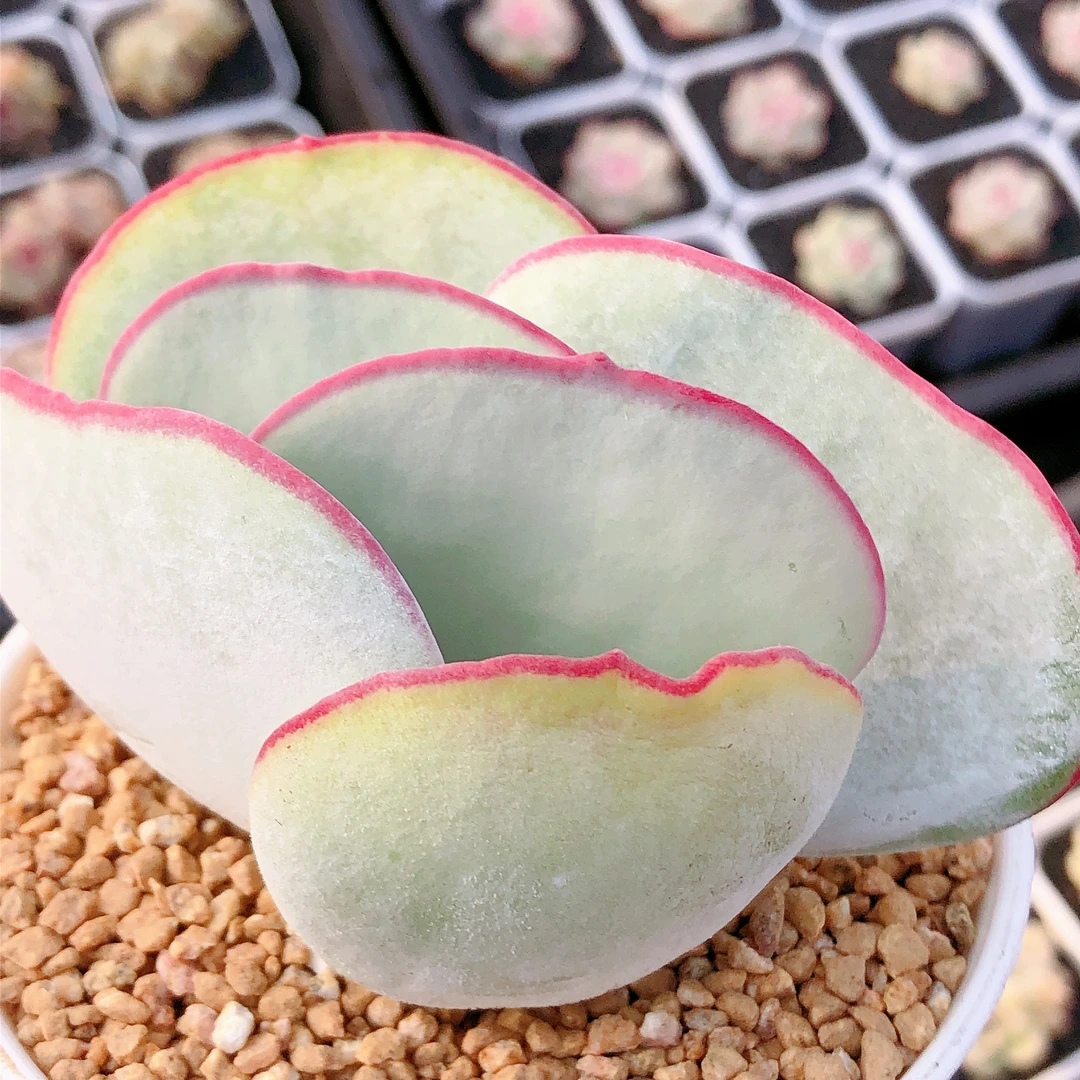 多肉植物  单头白眉大号一颗（叶片展开，7左右）满28包邮除偏远