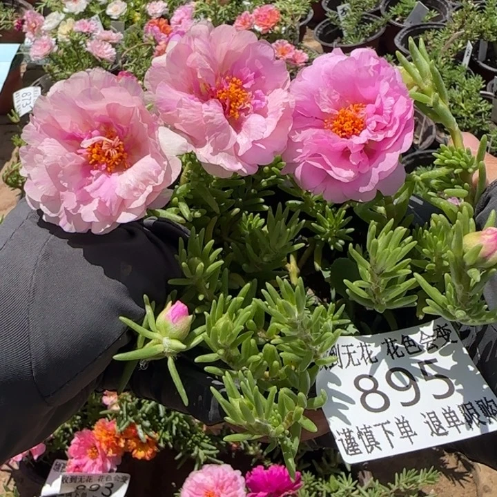 无花朵895星月小苗盆口10cm