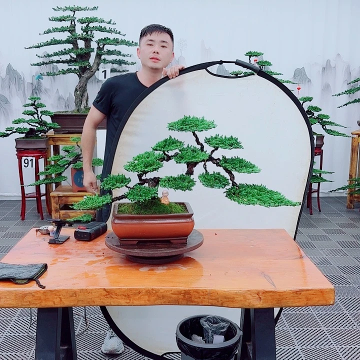 无花朵松柏盆景，一物一拍