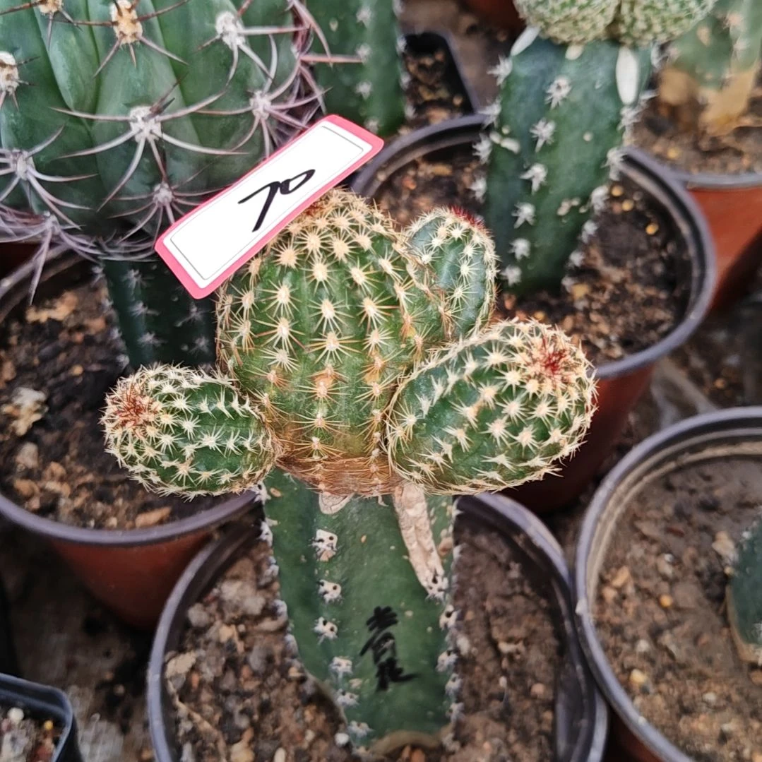 秀普嫁接青花虾微斑70