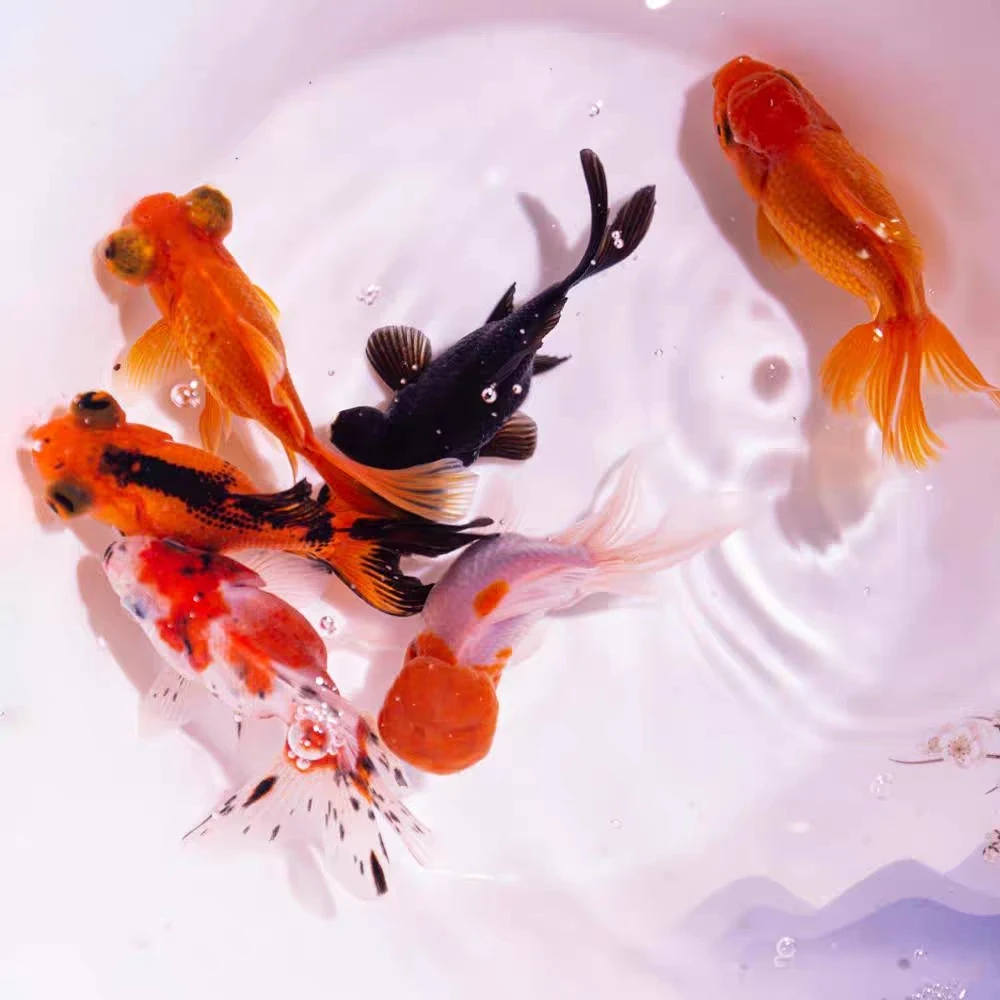 【赛级金鱼苗】39条 鸿运当头龙睛泰狮鎏金 2-5公分 不指定