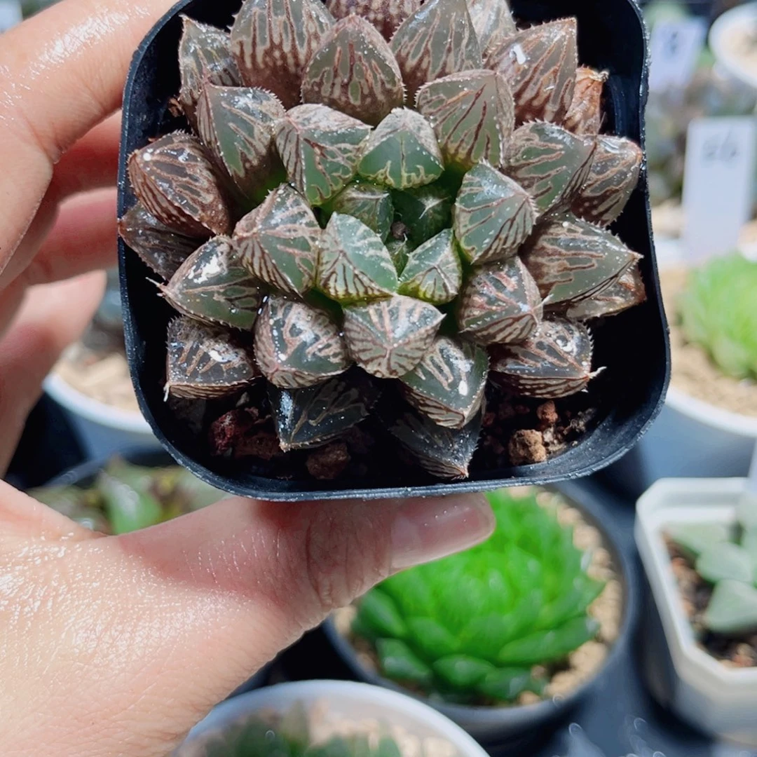 楼兰玉露多肉植物6666